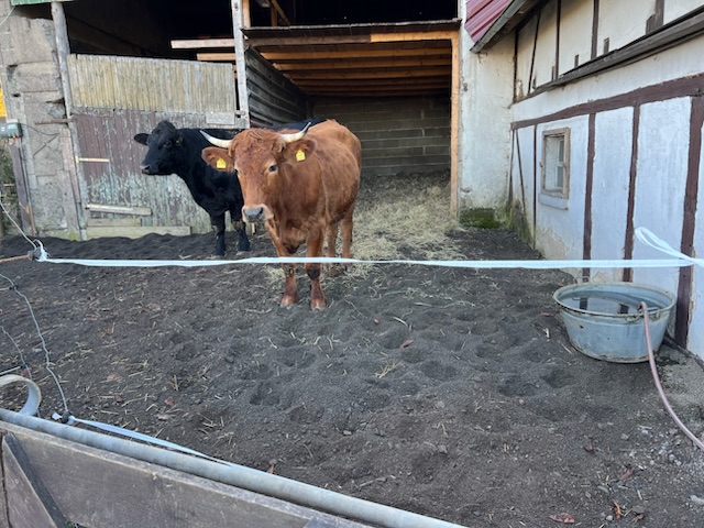2 Tiere auf dem neuen Recyclingsand zur Befestigung der Paddocks und Außenbereiche der auf dem Hof lebenden Tiere